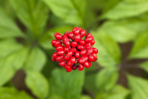 Ginseng